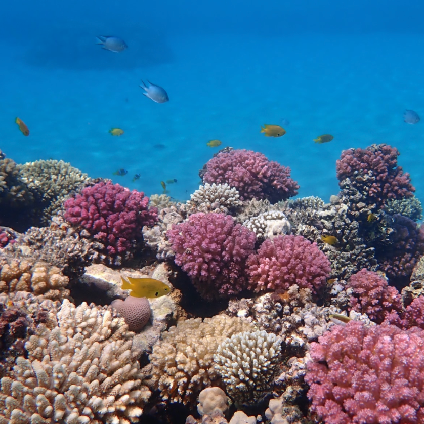 coral conservation fish reef loop swim pink 